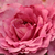 Ružičasta - Floribunda ruže - Csíkszereda